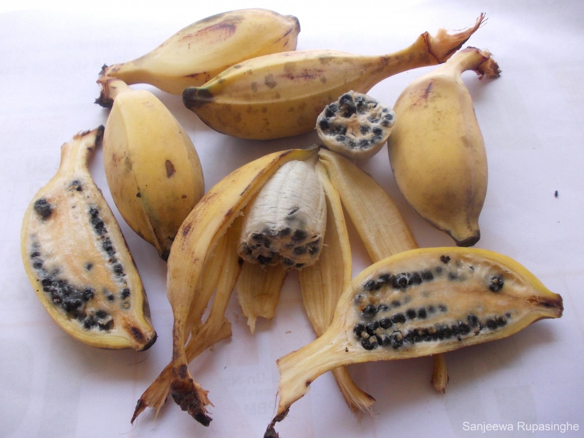 Musa balbisiana Colla